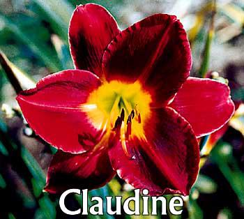 &ugrave;on fleure bien aimer